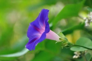 喇叭花——寓意丰富的花卉（探究喇叭花的花语、传说与文化内涵）