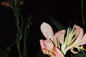 遗忘一切的花（探寻代表遗忘一切的花，从中发现自己的内在力量）