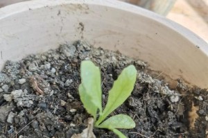 生菜苗的培育技巧——如何使生菜出苗细长（以适宜的温度和光照为关键，帮助生菜苗生长得更加细长健壮）
