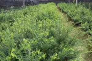 如何在家种植红豆杉（家庭园艺的好选择，让你拥有一片绿色）