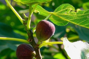无花果，天赐美食（探秘无花果的起源、品种和营养价值）