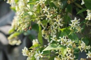 冬季移栽风车茉莉攻略（几月份移栽好？什么需要注意？）