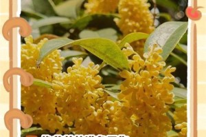 嫁接桂花土的配方秘籍（打造绚丽桂花园，配方曝光！）