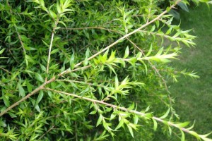 灌木是什么植物？（探究灌木的特征和分类）