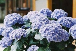 二月兰能否在冬天中存活？（寻找二月兰的生命力及“二月兰存活能力”）