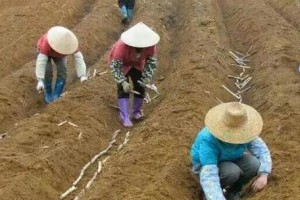 北方甘蔗种植时间与方法详解