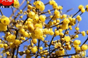 梅花嫁接成活率高的原因（掌握这些技巧让你轻松嫁接梅花）