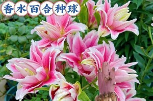 百合花种植的盆选取（如何选择百合花种植的盆）
