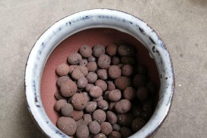 黄金万年草爆盆指南（让你的黄金万年草长得更茂盛、更美丽）