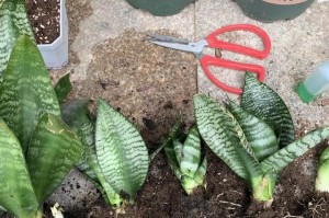 虎皮兰换盆时间和方法详解（一步步教你正确换盆虎皮兰，让你的植物更健康）