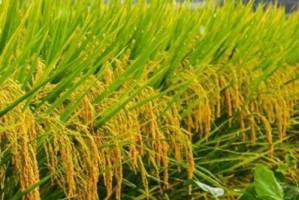 稻，中国重要的农作物（探究稻的历史、类型及栽培技术）