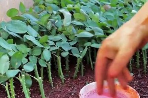 如何正确浇水室外发财树（室外发财树浇水指南，让您的植物茁壮成长）