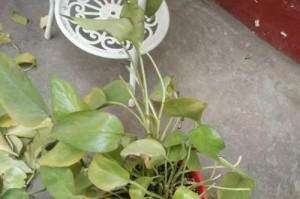 水绿萝根部死亡的原因及处理方法（探讨水绿萝根部死亡的成因以及如何防治）