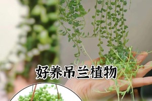 佛珠多肉移盆的步骤与技巧（以佛珠多肉为例，教你如何成功移盆）