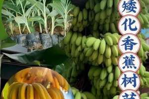 香蕉在院子里种植的可能性（探索香蕉的成长条件及适宜种植环境）