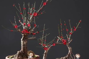室内养梅花的方法（如何在家中种植美丽的梅花？）