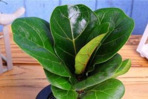 琴叶榕养殖全攻略（从选植到养护，轻松打造绿色家园）