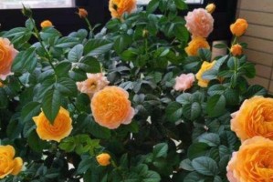 家里养月季花，风水佳（打造幸福家庭，必备养花技巧）