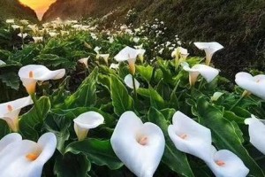胡秃子的开花结果周期（探秘胡秃子开花结果的神奇过程）