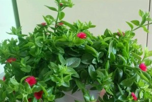 牡丹吊兰的花期及栽培技巧（了解牡丹吊兰的花期，打造美丽家居）