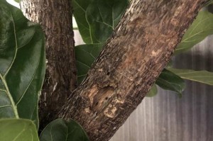 琴叶榕换盆叶子软的原因及处理方法（探索琴叶榕换盆中叶子变软的原因，提供详细处理方法）