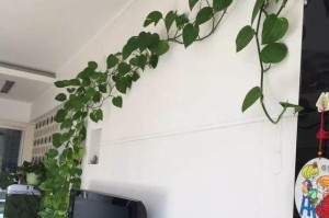 绿萝攀爬墙壁的技巧与方法（打造绿意盎然的墙壁装饰，绿萝爬墙攻略揭秘）