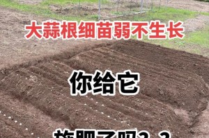 大蒜的肥料施用技巧（科学施肥，丰收大蒜）
