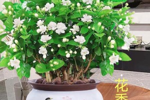 家居种植茉莉花全攻略（让家中也能有浪漫芳香）