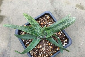 以子宝怎么变子宝锦（探索子宝锦的制作方法和技巧）