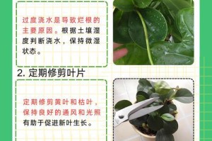 轮叶豆瓣绿的生长全攻略（轮叶豆瓣绿养殖注意事项及养护技巧）