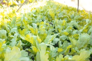 沙土地适合种什么菜？（探究沙土地的特点及适合种植的蔬菜种类）