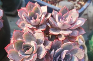 多肉木质根系生根方法研究（探索多肉植物生根过程中木质根系的关键因素）