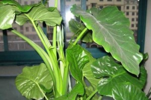 观音花的养护技巧（打造鲜花常开的观音花美丽园林）
