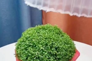 翠云草的养殖方法与注意事项（打造优美园林，翠云草不可错过）
