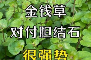 金钱草缺水应对措施（保护金钱草生长，解决缺水问题）
