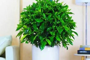 非洲茉莉为何不开花？（探究非洲茉莉不开花的原因及解决方法）