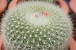 仙人球烂根处理方法大全（仙人球根部腐烂的原因及有效应对策略）