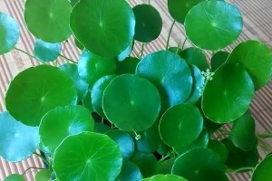 北方室外铜钱草冬季养护指南（掌握关键技巧，让铜钱草在寒冷的冬天依然生机勃勃）