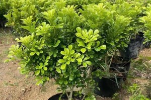 如何正确修剪米兰花？（如何正确修剪米兰花？）