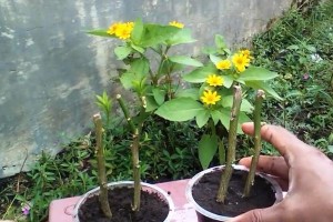 芦荟叶插繁殖方法详解（芦荟叶插的步骤和注意事项，成功率高达90%）