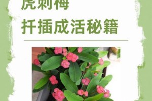 骨刺梅冬季养护指南