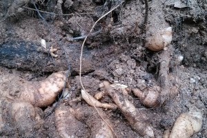 八角种子的种植与养护（从萌芽到收获，教你种出丰收的八角）