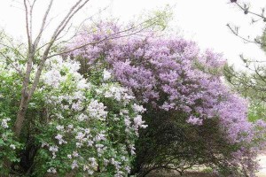 丁香花是树还是花？（探究丁香花的真实身份）