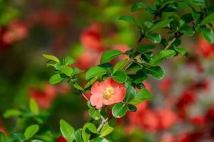 海棠的生长环境条件及特点（探究海棠的生存之道，了解其特性）