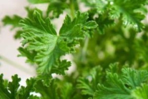 淘米水对菊花的影响及使用方法（了解淘米水对菊花的功效，让您的菊花更美丽）