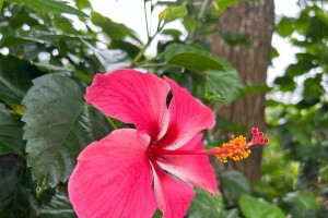 扶桑花叶子掉光了怎么办？（保护扶桑花叶子健康的关键方法及救治措施）