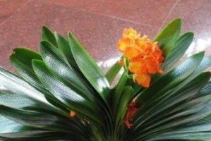 如何处理君子兰花谢后（君子兰花谢后的养护技巧与方法）