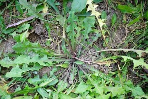 蒲公英——一个双子叶植物的奇妙世界（探秘蒲公英的生长习性和药用价值）