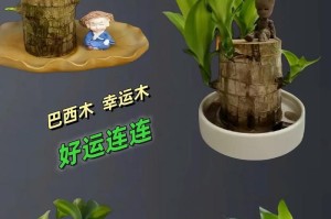 巧妙掌握巴西木浇水之道（了解巴西木浇水的周期和技巧，让你的植物茁壮成长）