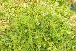 探秘黄须菜（别名、营养价值及烹饪方法）